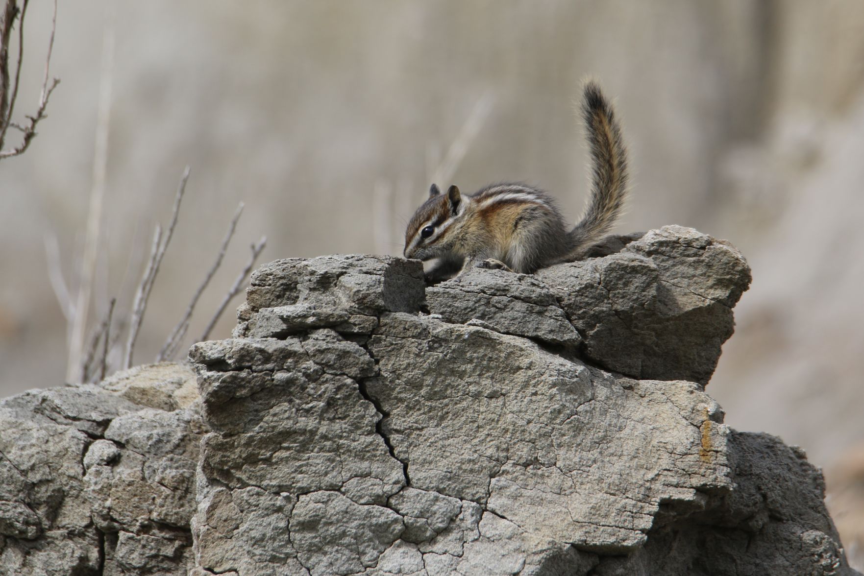 Can't Miss That Tail